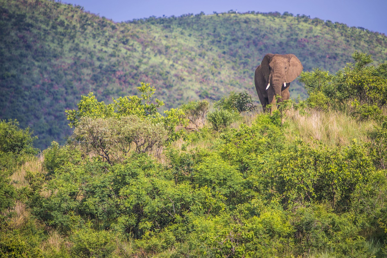 Addo Elephant National Park