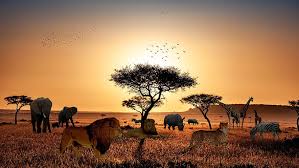 The Wild