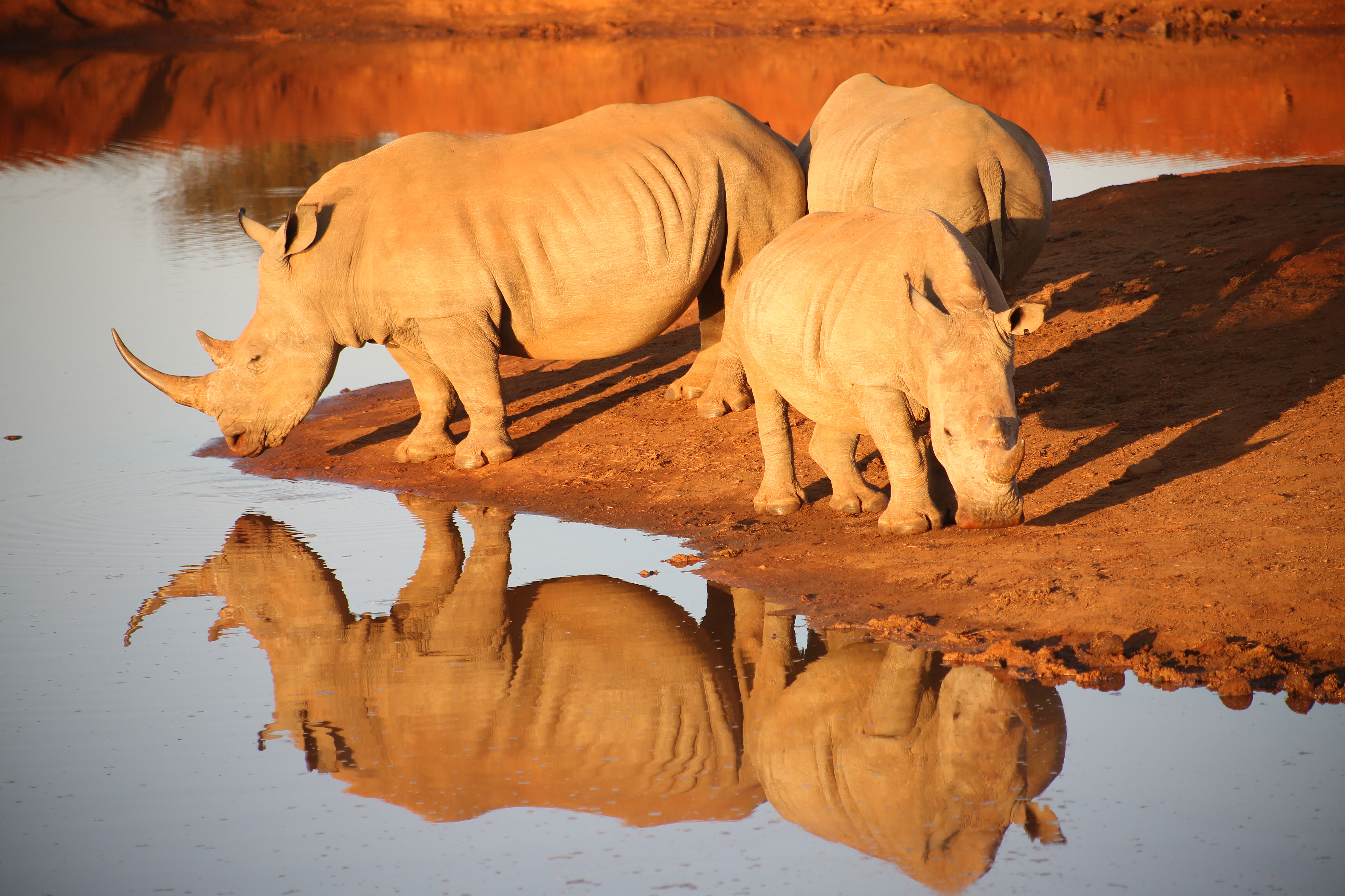 Madikwe Game Reserve
