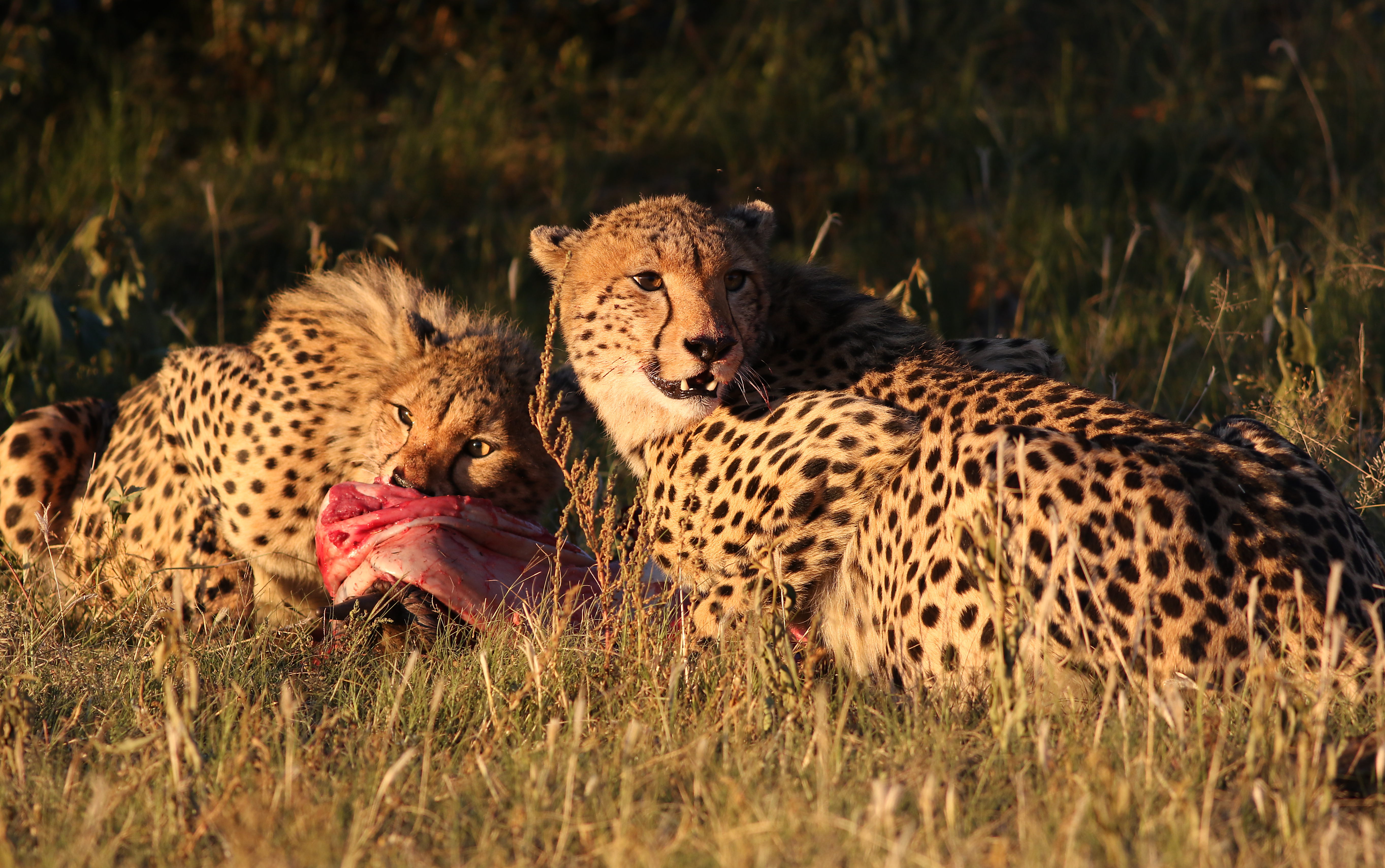 Pilanesberg National Park