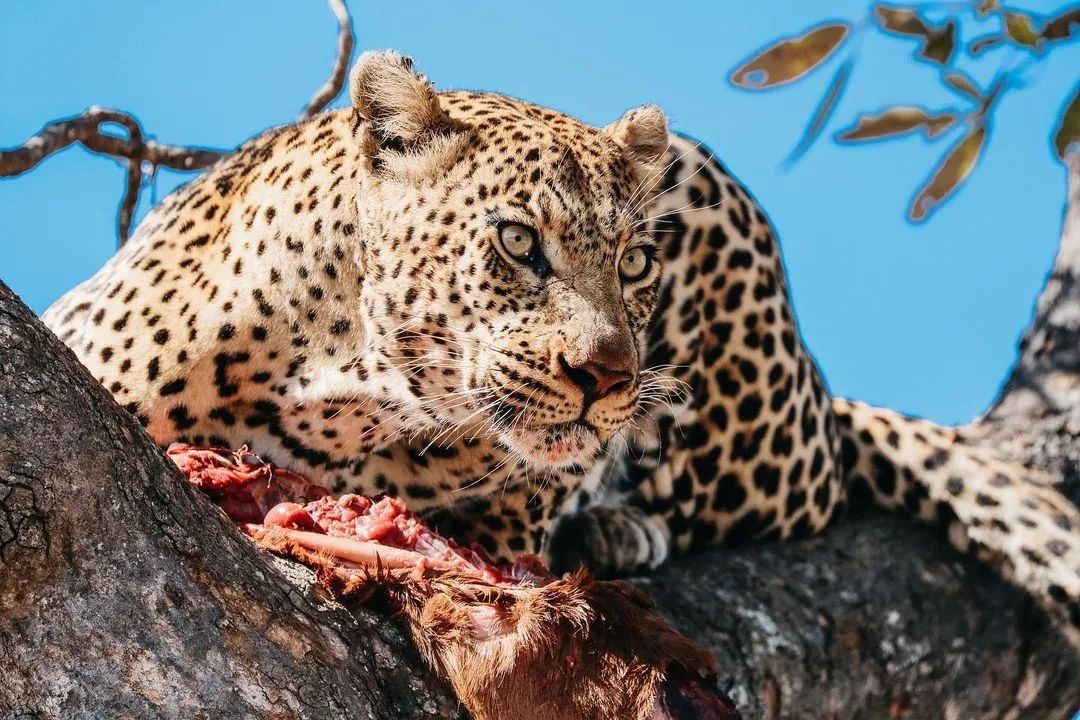 Wildlife Photo 6