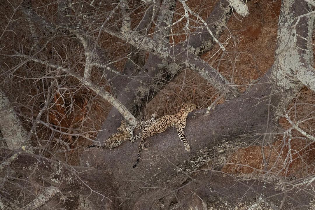 Wildlife Photo 6