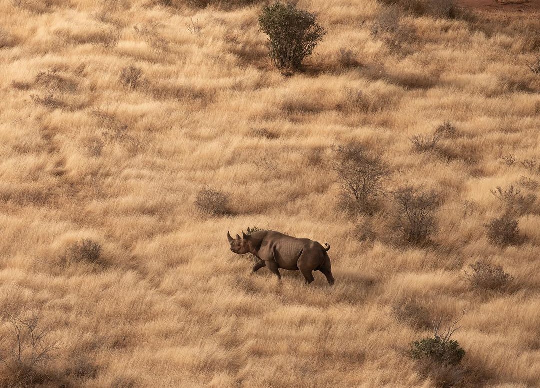 Wildlife Photo 6