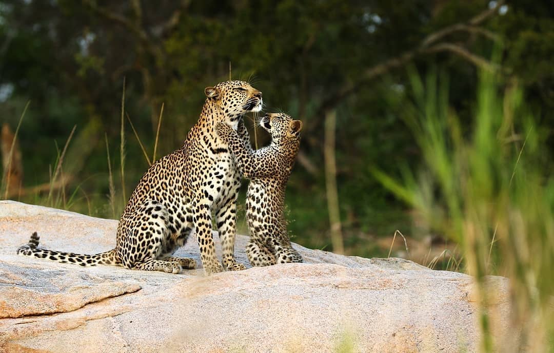 Wildlife Photo 1