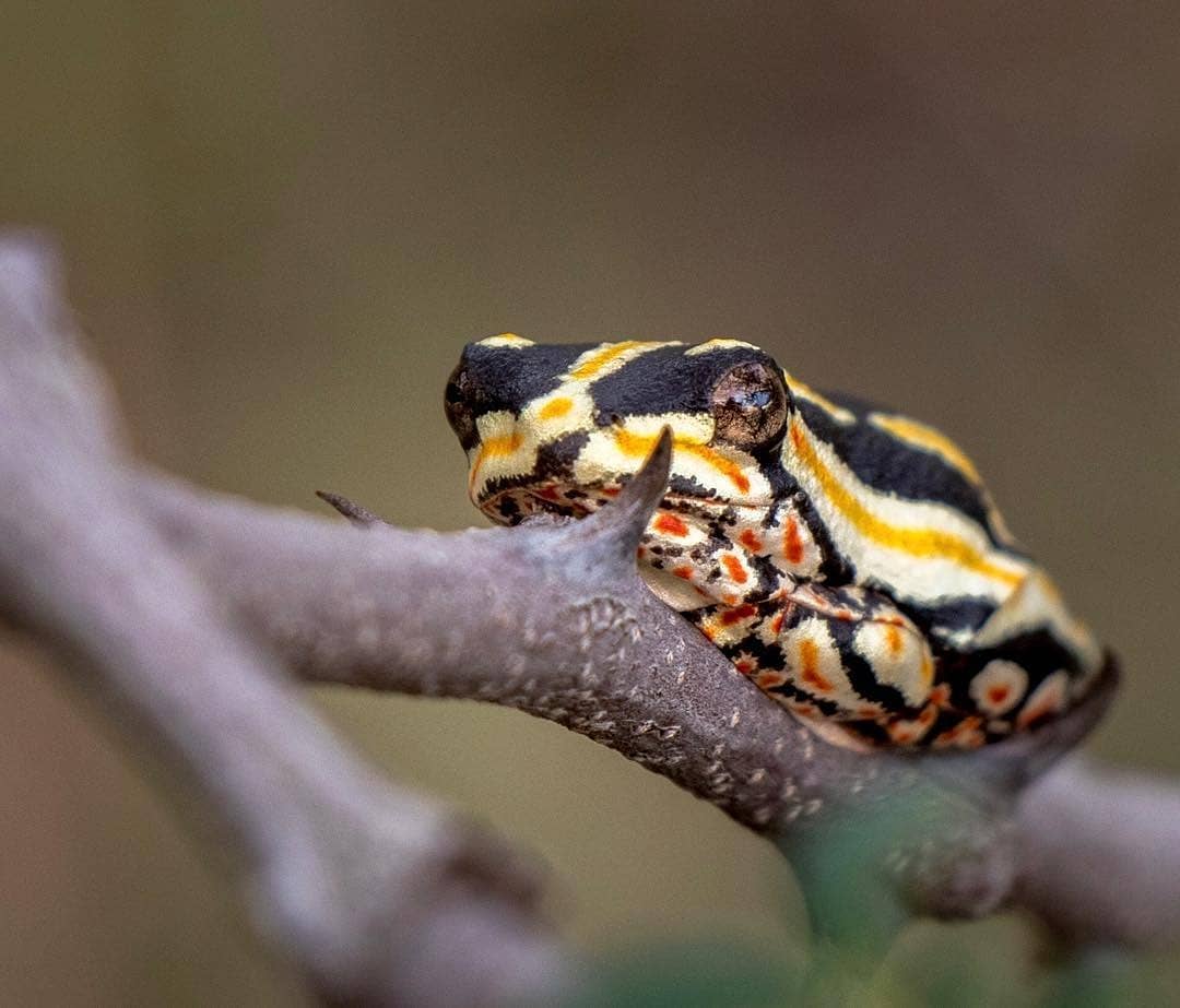 Wildlife Photo 2
