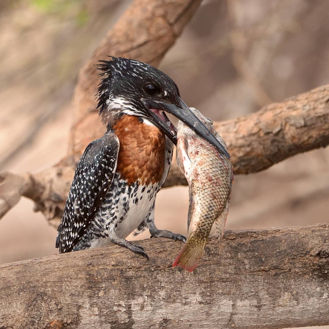Wildlife Photo 3